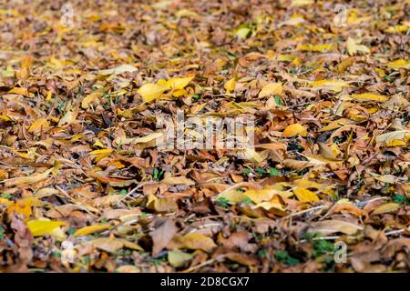 texture de feuilles d'arbre déchue sèches et colorées sur le sol de la forêt en automne. fond d'écran feuilles sèches Banque D'Images
