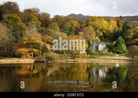Couleurs d'automne, Rydal Water, Ambleside, Cumbria dans le Lake District. Banque D'Images
