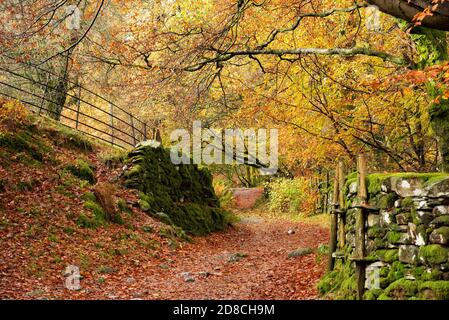 Couleurs d'automne, Grasmere, Cumbria dans le Lake District. Banque D'Images