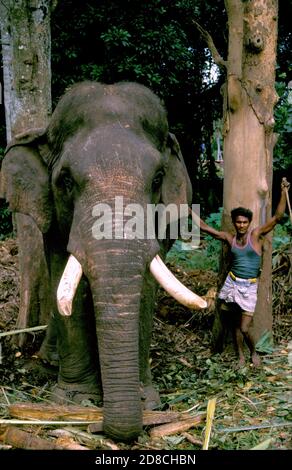 Un vieux éléphant de taureau avec son mahout à l'orphelinat de Pinnewala Elephant, Sri Lanka Banque D'Images
