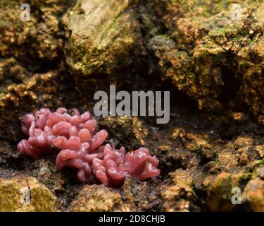 Ascocoryne sarcoides champignons qui poussent sur des rondins déchus dans les terres boisées du Derbyshire ROYAUME-UNI Banque D'Images