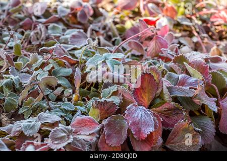 Feuilles de fraises de jardin en début de matinée en automne. Le premier gel sur les feuilles d'automne. Le premier automne se froste. Fond de l'automne gelé l Banque D'Images