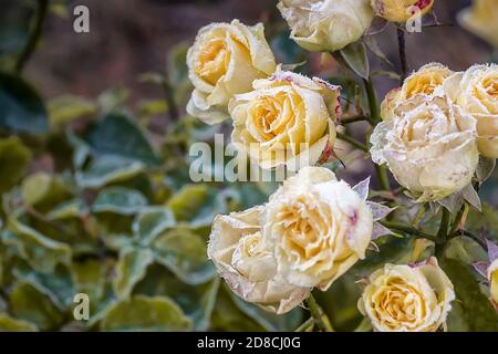 Jardin de fleurs roses en début de matinée en automne. Le premier gel sur les fleurs et les feuilles. Le premier automne se froste. Arrière-plan de la gelée d'automne Banque D'Images