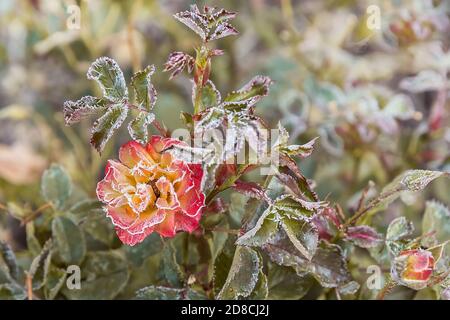 Jardin de fleurs roses en début de matinée en automne. Le premier gel sur les fleurs et les feuilles. Le premier automne se froste. Arrière-plan de la gelée d'automne Banque D'Images