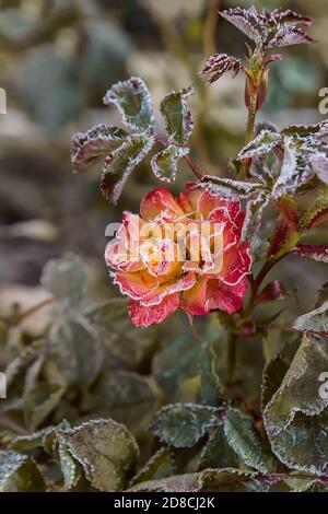 Jardin de fleurs roses en début de matinée en automne. Le premier gel sur les fleurs et les feuilles. Le premier automne se froste. Arrière-plan de la gelée d'automne Banque D'Images