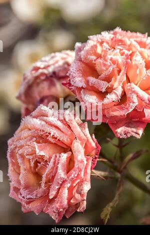 Jardin de fleurs roses en début de matinée en automne. Le premier gel sur les fleurs et les feuilles. Le premier automne se froste. Arrière-plan de la gelée d'automne Banque D'Images