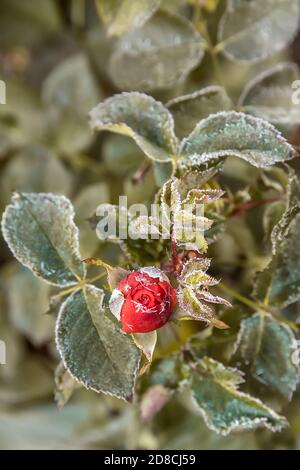 Jardin rose Bud en début de matinée de l'automne. Le premier gel sur les fleurs et les feuilles des bourgeons. Le premier automne se froste. Fond de l'automne gelé f Banque D'Images