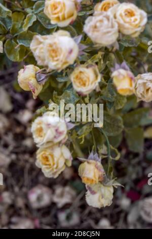 Arrière-plan d'automne flou. Jardin de fleurs roses en début de matinée en automne. Le premier gel sur les fleurs et les feuilles. Le premier automne se froste. Retour Banque D'Images