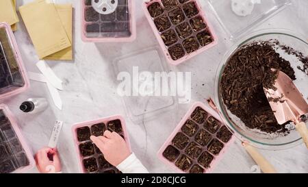 Pose à plat. Petite fille aidant à planter des semences dans le propagerateur de semences avec le sol. Banque D'Images