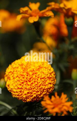 Copandaro, Mexique. 28 octobre 2020. COPANDARO, MEXIQUE - OCTOBRE 28: Les agriculteurs récoltent le marigold (cempasuchil), qui a été planté à la mi-juin afin qu'ils puissent être récoltés à la fin du mois d'octobre, où il atteint sa maturité avec des fleurs et est prêt pour la distribution sur les marchés. La fleur de Cempasuchil est l'une des plantes les plus représentatives du Mexique. Il est largement utilisé le jour des morts pour décorer les offrandes. Le 28 octobre 2020 à Copandaro, Mexique. Crédit: Carlos Guzman/Groupe Eyepix/l'accès photo crédit: L'accès photo/Alamy Live News Banque D'Images