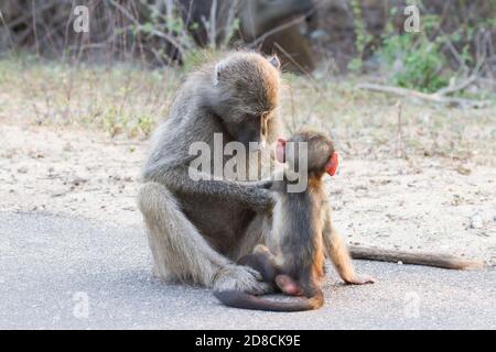 Chacma babouin mère toilettage et soins pour son bébé dans le parc national Kruger, Afrique du Sud Banque D'Images