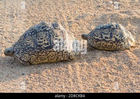 Paire de tortues léopardalis (Stigmochelys pardalis) traversant la route dans le parc national Kruger, Afrique du Sud Banque D'Images