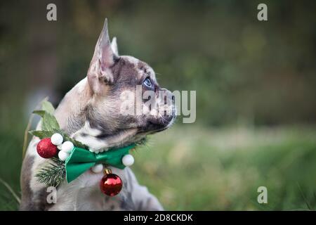 Vue latérale du chien Bulldog français de couleur merle portant un chiot Collier de Noël saisonnier avec noeud papillon vert sur fond flou avec espace de copie Banque D'Images