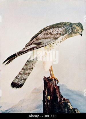 Le cirque hudsonius (harrier du nord [ici sous le nom de Marsh Hawk]) est un oiseau de proie. Il se reproduit dans les parties septentrionales de l'hémisphère nord au Canada et à l'extrême nord des États-Unis. De Birds : illustré par la photographie en couleur : une série mensuelle. Connaissance de Bird-LIFE vol 1 No 5 mai 1897 Banque D'Images