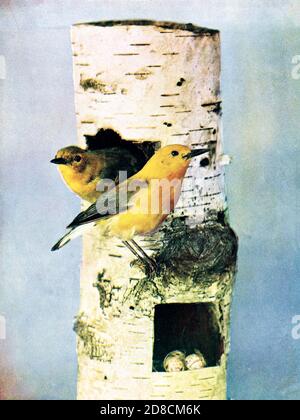 La Paruline orangée (Protonotaria citrea) est un petit passereau de la famille des Parulines du Nouveau monde. C'est le seul membre du genre Protonotaria d'oiseaux : illustré par la photographie en couleur : une série mensuelle. Connaissance de Bird-LIFE vol 1 No 5 mai 1897 Banque D'Images