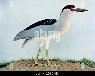 Le héron de nuit à couronne noire (Nycticorax nycticorax), ou héron de nuit à capuchon noir, communément raccourci à héron de nuit juste en Eurasie, est un héron de taille moyenne trouvé dans une grande partie du monde, d'oiseaux : illustré par la photographie en couleur : une série mensuelle. Connaissance de Bird-LIFE vol 1 No 1 juin 1897 Banque D'Images