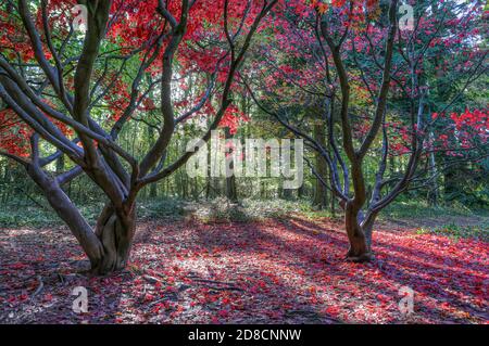 Belles couleurs d'automne prises dans le jardin d'automne, Queenswood, Herefordshire Banque D'Images