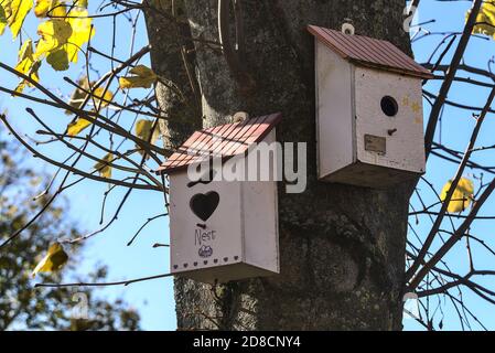 Deux belles vieilles maisons d'oiseaux en bois gris sur le tilleul avec des feuilles d'automne jaunes et vertes contre le ciel bleu clair, Ballinteer, Dublin, Irlande Banque D'Images