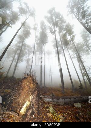 Arbre brisé avec racines et souche exposées. Forêt brumeuse pour la randonnée de chasse aux champignons. Banque D'Images