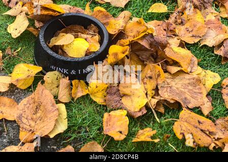 Bol à boisson pour chien noir recouvert de feuilles mortes mouillées à l'automne. Vue de dessus de l'assiette à boissons pour chiens sur fond de rosée matinale, Ballinteer, Dublin, Irlande Banque D'Images