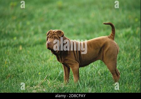 CHIEN SHAR PEI, ADULTE DEBOUT SUR L'HERBE Banque D'Images