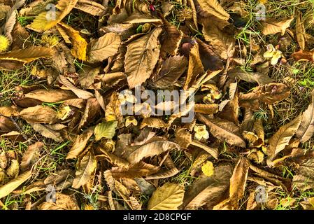 Magnifique fond automnal de feuilles mortes et de noix de hêtre sur le sol. Forêt à feuilles caduques. Hêtre européen. CONE Woods, comté de Wicklow, Irlande Banque D'Images