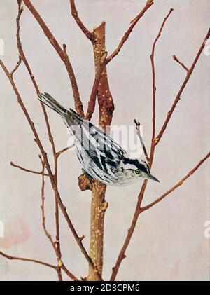 La Paruline noire et blanche (Mniotilta varia) est une espèce de Paruline du Nouveau monde, et le seul membre de son genre, Mniotilta.[2] elle se reproduit dans le nord et l'est de l'Amérique du Nord et hiverne en Floride, en Amérique centrale et dans les Antilles jusqu'au Pérou. Cette espèce est un très rare vagabond à l'Europe de l'Ouest d'oiseaux : illustré par la photographie en couleur : une série mensuelle. Connaissance de Bird-LIFE vol 1 No 1 juin 1897 Banque D'Images