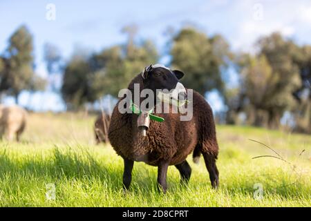 INRA 401 (aussi connu sous le nom de romane) jeunes filles mixtes de mouton noir (Ovis aries) Banque D'Images