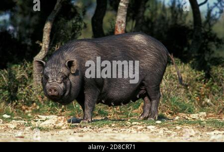 PORC VIETNAMIEN SUS scrofa domesticus, FEMELLE Banque D'Images