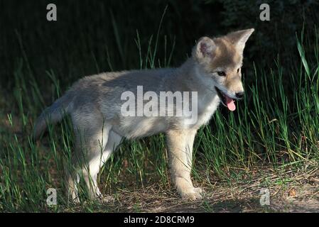 COYOTE Canis latrans, MINET, Montana Banque D'Images