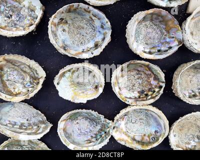 coquillages d'escargots de mer abalone Banque D'Images