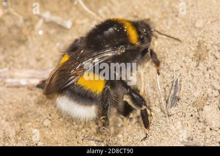 Abeille Bumble à queue courte (Bombus terrestris), reine sur terre sablonneuse, Allemagne Banque D'Images