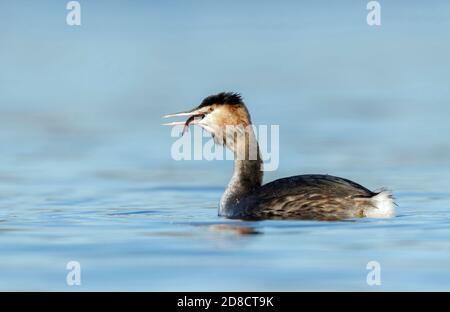 Grand grebe à crête (Podiceps cristatus), manger un poisson, pays-Bas, Hollande du Sud Banque D'Images