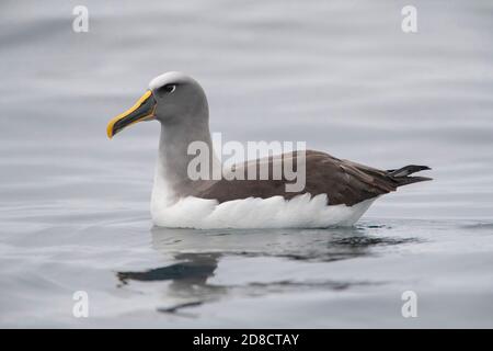 Albatros de Buller du Nord, albatros de Buller, mollymawk de Buller (Thalassarche bulleri platei, Thalassarche platei), nage des adultes sur l'océan, Banque D'Images