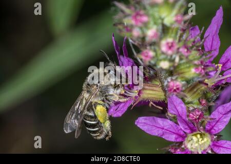 Melitta Bee (Melitta nigricans), sur le salicaire pourpre, Lythrum salicaria, Allemagne Banque D'Images