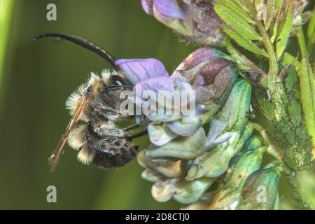 Rare long-Horned Bee (Eucera nigrescens, Eucera tuberculata), mâle à un bossom violet pâle, vue latérale, Allemagne Banque D'Images