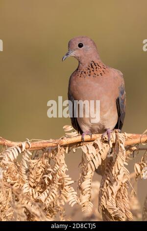 La colombe de rire arabe (Streptopelia senegalensis cambayensis, Streptopelia cambayensis, Spilopelia senegalensis cambayensis), perçant sur une branche Banque D'Images