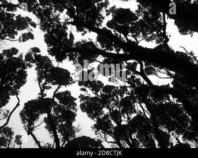 Southern Rata (Metrosideros umbellata), toit de forêts anciennes, Nouvelle-Zélande, îles d'Auckland, île d'Enderby Banque D'Images