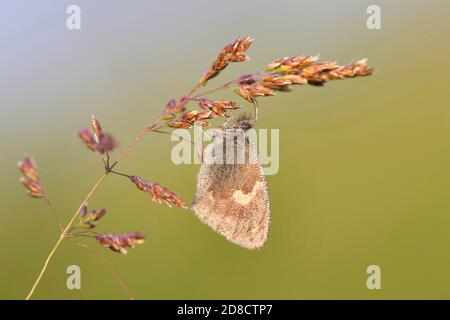 Petite lande (Coenonympha pamphilus), assise sur une herbe, Belgique, Henegouwen Banque D'Images