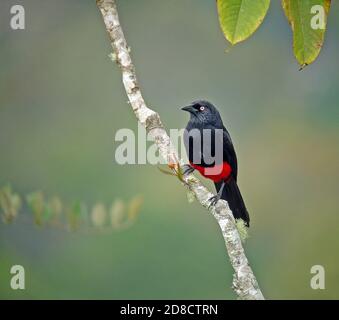 Grackle à ventre rouge (Hypopyrrhus pyrohypogaster), perchée dans la forêt montagnarde de Colombie Banque D'Images