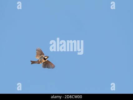Maison parterre (Passer domesticus), homme en vol dans le ciel bleu, vue d'en dessous, Espagne, Alburquerque Banque D'Images