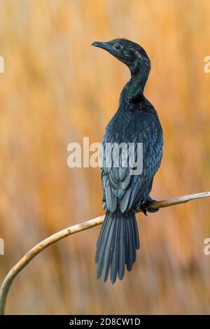 Cormoran pygmée (Phalacrocorax pygmeus, Microcarbo pygmaeus), assis sur une branche au-dessus d'un lac rural local, Italie, Piana fiorentina Banque D'Images