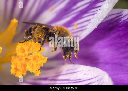 L'abeille minière de Gwynne (Andrena bicolor), femelle sur un crocus, Allemagne Banque D'Images