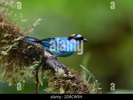 Tanager doré (Tangara ruficervix), perché sur une branche, Equateur, Andes, réserve de Mashpi Banque D'Images