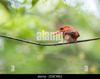 kingfisher pygmée malgache (Corythornis madagascariensis), assis sur une branche, Madagascar, parc national de Perinet Banque D'Images