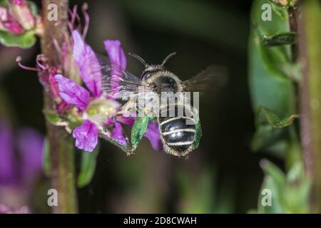 Melitta Bee (Melitta nigricans), sur le salicaire pourpre, Lythrum salicaria, Allemagne Banque D'Images