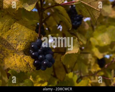 Vue rapprochée de raisins mûrs avec feuilles de vigne décolorées jaunes dans les vignobles de Kaiserstuhl, Baden-Wuerttemberg, Allemagne en automne. Banque D'Images