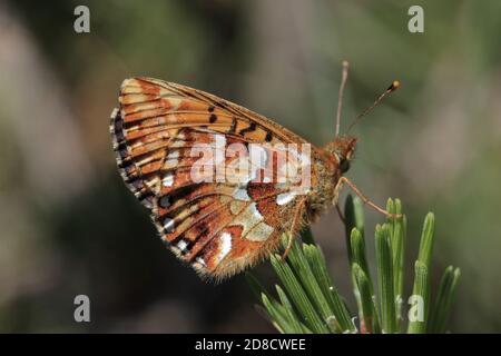 Canneberge fritillaire (Boloria aquilonaris), reposant à une épinette, vue latérale, Allemagne Banque D'Images