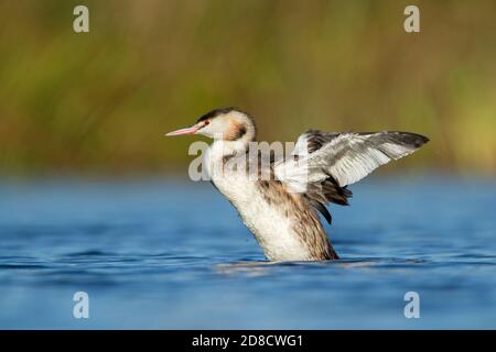 Grand grebe à crête (Podiceps cristatus), flottant dans l'eau, portrait en demi-longueur, pays-Bas, Hollande du Sud Banque D'Images