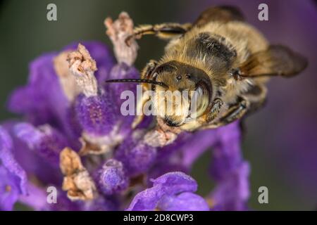L'abeille (Megachile maritima), se trouve sur une fleur, en Allemagne Banque D'Images